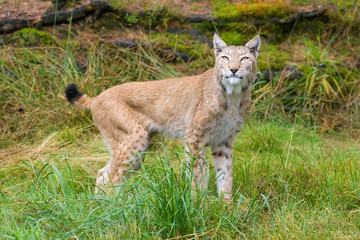 Closeup of a european lynx looking at birds for prey
