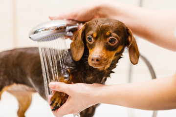 Woman showering her dog