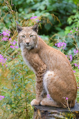 Obraz premium Closeup of a european lynx in front of flowers