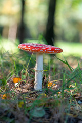 Muchomor czerwony las polski