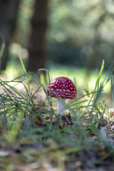 Muchomor czerwony las polski © anetaduk