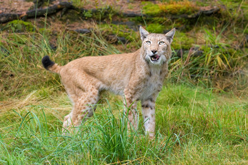 Closeup of a european lynx looking at birds for prey