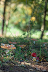Muchomor czerwony las polski