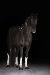 Obraz premium Tennesse Walker Horse