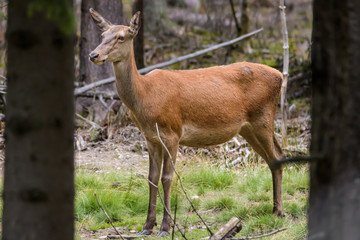 Naklejka na ściany i meble Closeup of a european red deer in a forest