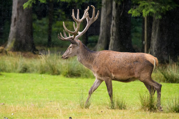 European red deer stag in front of a forest