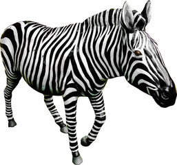 Fototapeta na wymiar single black and white zebra animal and black background
