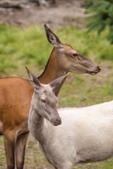 Closeup of a leucistic european red deer in front of a regular colored red deer