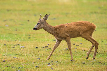 Naklejka na ściany i meble European roe deer buck in a meadow