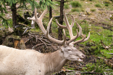 Leucistic european red deer stag in a forest