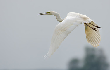 Mature Great White Egret shouts and cries in flight with curved neck and stretched legs