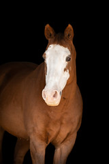 Obraz premium Paint Horse Portrait