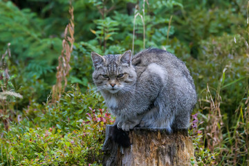 Naklejka na ściany i meble Closeup of a european wild cat in high grass
