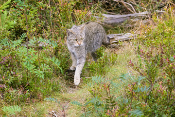 Closeup of a european wild cat in high grass