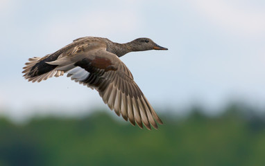 Fototapeta na wymiar Male gadwall flies over green background with clear speculum on the wings