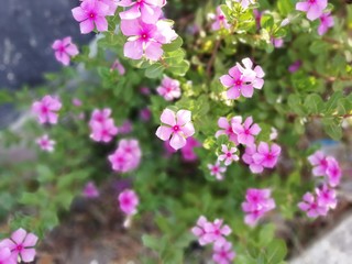 pink flowers in the garden