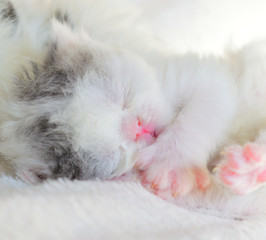 cute white persian baby cat kitten