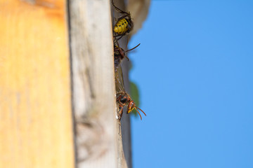 Hornets in a birdhouse