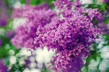 Spring lilac flowers