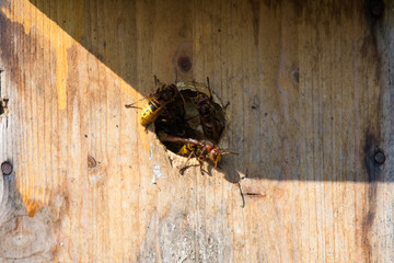Hornets in a birdhouse