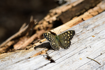 Speckled wood butterfly on a piece of wood on the forest floor
