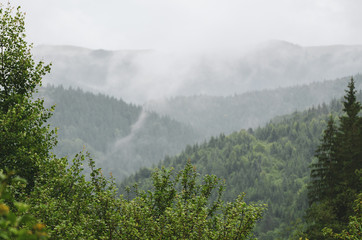 Foggy morning landscape