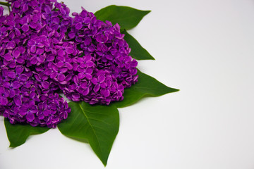 Fototapeta premium branches of lilac on a white background