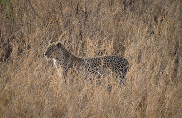 Leopardo hembra en el Parque Nacional Serengeti