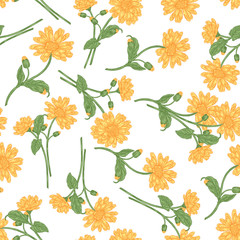 Calendula officinalis seamless pattern. Colorful flowers and leaves of calendula isolated on white background. Medical herbs. Vector illustration vintage. - obrazy, fototapety, plakaty
