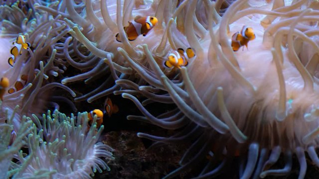 Seeanemonen und Clownfische. Clownfische und Seeanemonen leben in einer perfekten Symbiose.