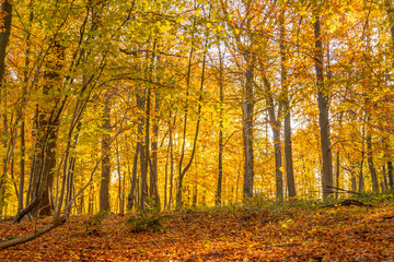 Obraz premium Pure Nature d'automne