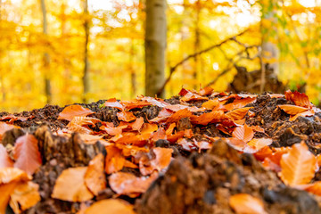 Pure Nature d'automne