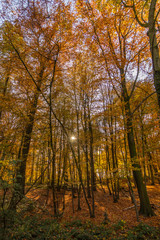 Pure Nature d'automne