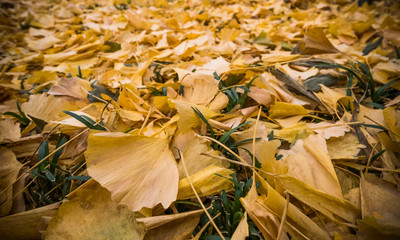 Ginkgo leaves on the ground