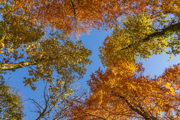 Pure Nature d'automne