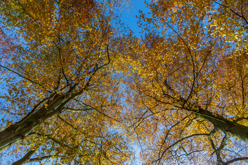 Pure Nature d'automne