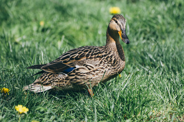 Single brown duck