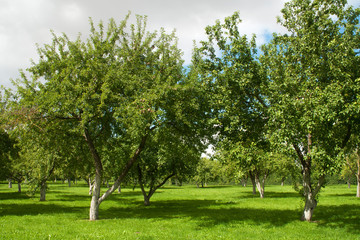 Fototapeta na wymiar Pilsrundale Latvia, autumn scene of apple trees in orchard