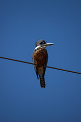 Ringed Kingfisher (Megaceryle torquata). Wet blue and orange bird sitting on a wire. Bird in the nature habitat in Transpantaneira road, Pantanal, Brazil.