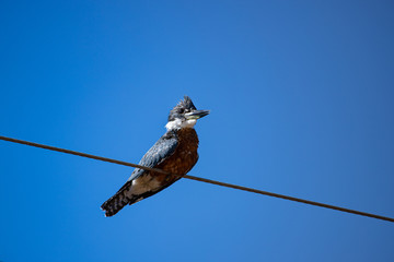 Ringed Kingfisher (Megaceryle torquata). Wet blue and orange bird sitting on a wire. Bird in the nature habitat in Transpantaneira road, Pantanal, Brazil.