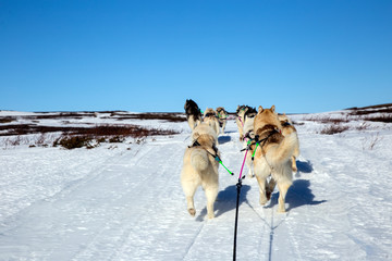 A team of husky sled dogs running on a snowy wilderness road in Iceland