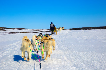A team of husky sled dogs running on a snowy wilderness road in Iceland