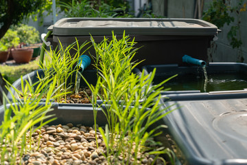 Many morning glory are germinating in the aquaponics system