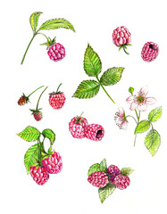 Set of raspberries drawn isolated on a white background. Drawing with colored pencils. Design for tea package, kitchen towels, napkins, jam jars sticker.