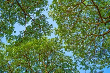 Tree branches and green leaves against to blue sky