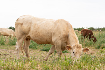 Cow belonging to a herd, grazing in the field of a farm, in the Mallorcan village of Campos