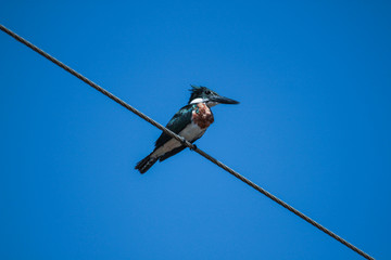 Ringed Kingfisher (Megaceryle torquata). Wet blue and orange bird sitting on a wire. Bird in the nature habitat in Transpantaneira road, Pantanal, Brazil.