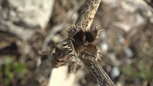 Datura stramonium, known by English names jimsonweed (jimson weed) or devil's snare, is a plant in nightshade family. It is an aggressive invasive weed in temperate climates across world