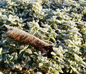 Frosted brown autumn leaf on frozen green grass. First kiss of winter background background. Closeup, selective focus