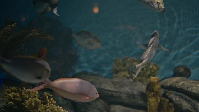 Colorful fishes and corals in aquarium